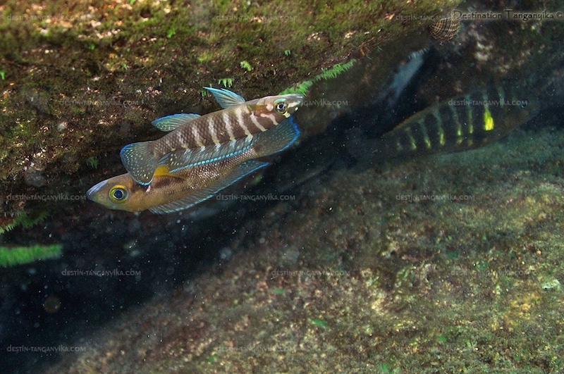 Neolamprologus cylindricus 'Mvuna Island'